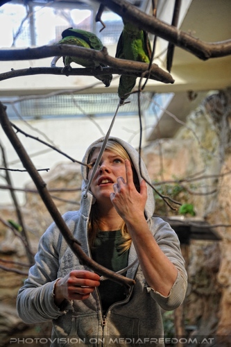 Bei den Gr�npapageien 2