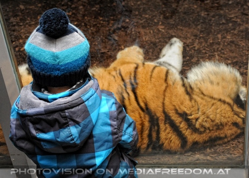 Beim sibirischen Tiger 3