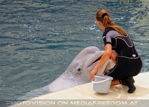 Beluga Whale Show 13