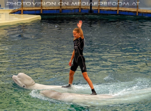 Beluga Whale Show 17