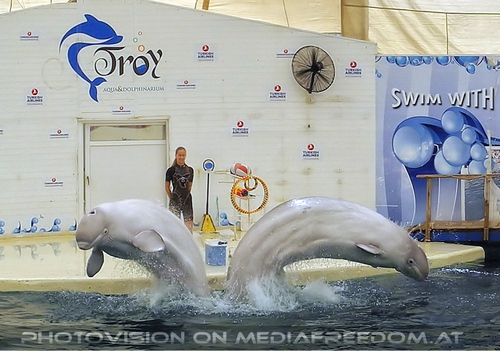 Beluga Whale Show 18