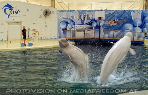 Beluga Whale Show 19