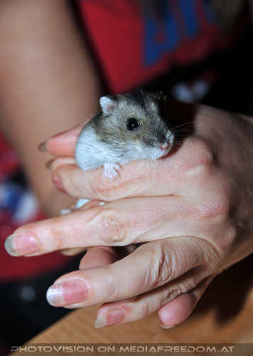 Hamstern 05