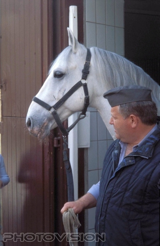 Der Lipizzaner und sein Meister
