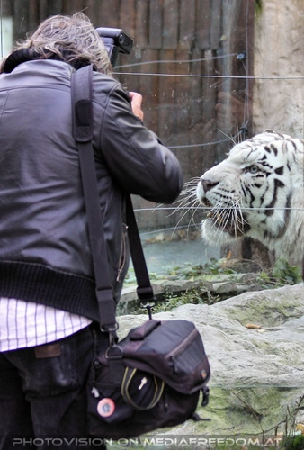 Wei�e Tiger 08: Charly Swoboda,Achilles