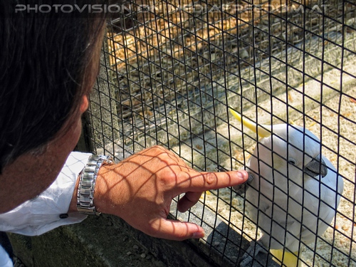 Gelbhaubenkakadu streicheln