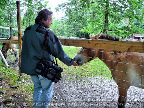 Pferde 2: Charly Swoboda