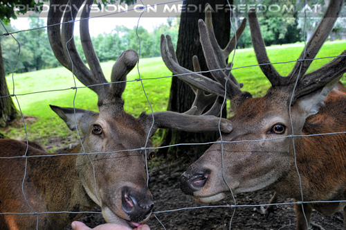 Rotwild 2: Charly Swoboda