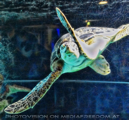 Puppi und ich im Spiegel: Charly Swoboda,Wasserschildkr�te