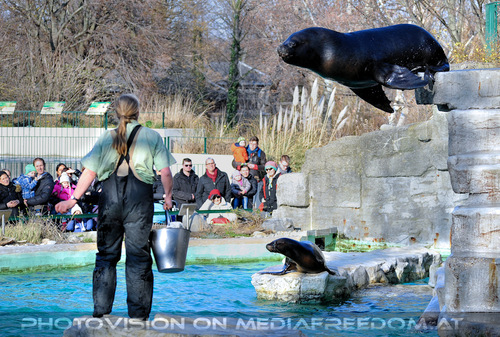 M�hnenrobben F�tterung 03: Commandante