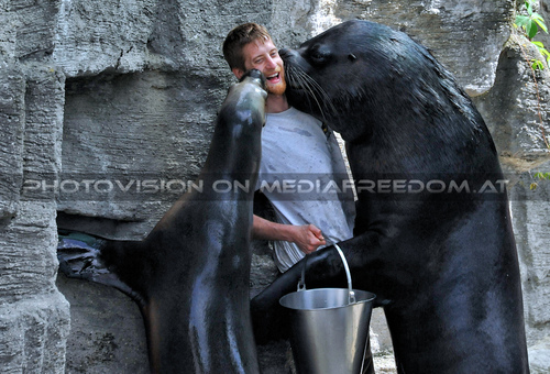 M�hnenrobben F�tterung 09