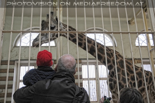 Hoch zu der Giraffe rauf schauen