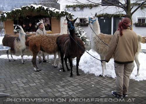 Mit der Lama Herde 02