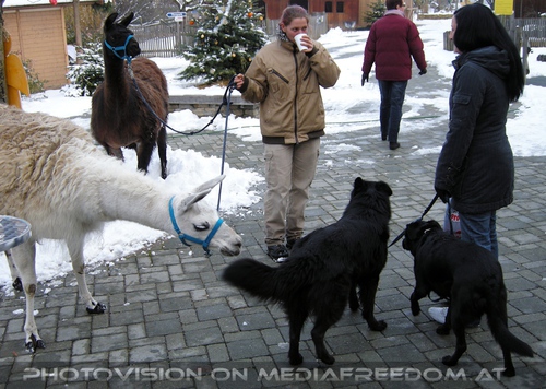 Mit der Lama Herde 04