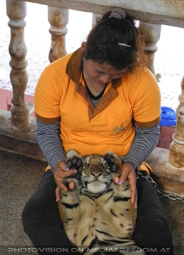 The B-Day of the Tigerman Pix 040