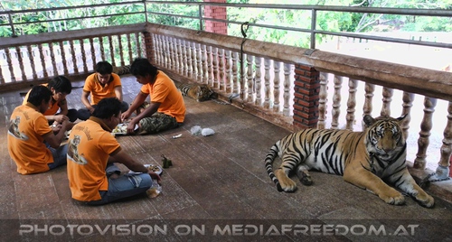 The B-Day of the Tigerman Pix 051