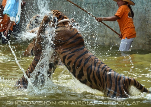 The B-Day of the Tigerman Pix 085