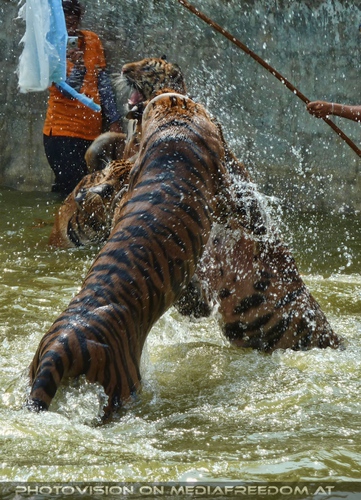 The B-Day of the Tigerman Pix 086