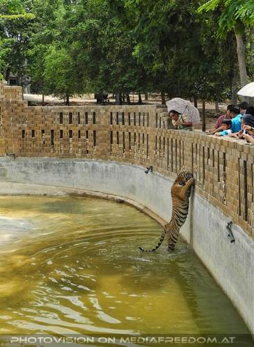 The B-Day of the Tigerman Pix 126