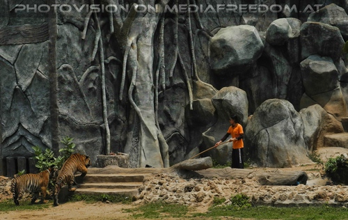 The B-Day of the Tigerman Pix 139