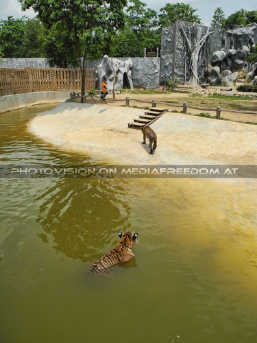 The B-Day of the Tigerman Pix 146