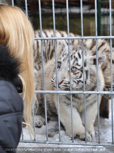 Akim, C�sar und Baghira im Schnee - Pix 26