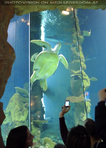 Puppy die Wasserschildkr�te im Photo