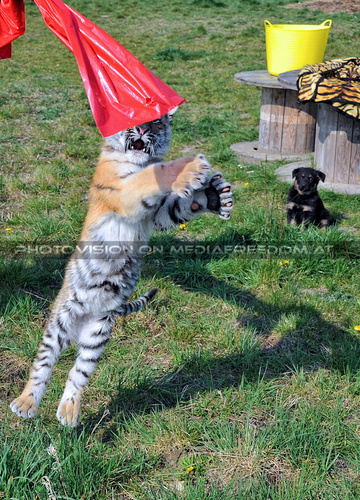 Im Tiger Baby Land 11