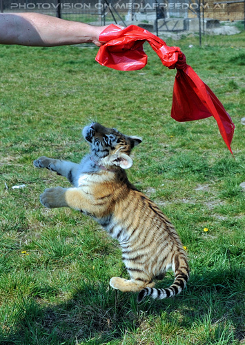 Im Tiger Baby Land 12