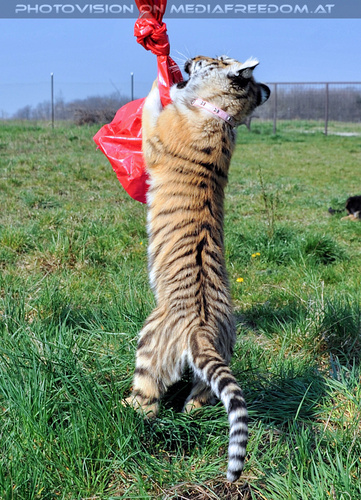 Im Tiger Baby Land 14