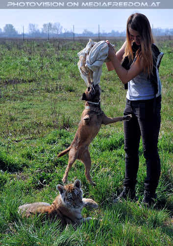 Im Tiger Baby Land 40