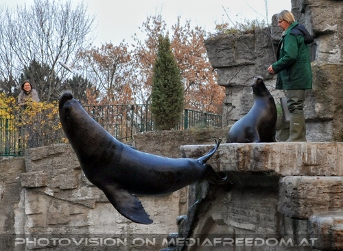 M�hnenrobben 02: Dagmar Schratter