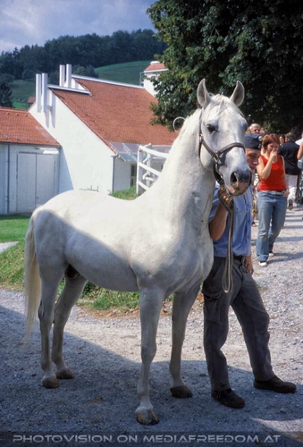 Das Lipizzaner Gest�t 02