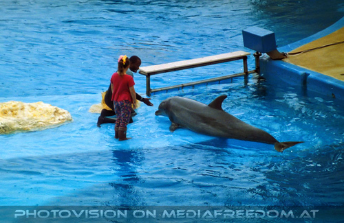 Sea World 05: Delfin