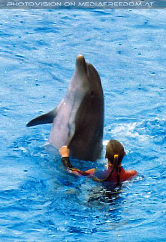 Sea World 06: Delfin