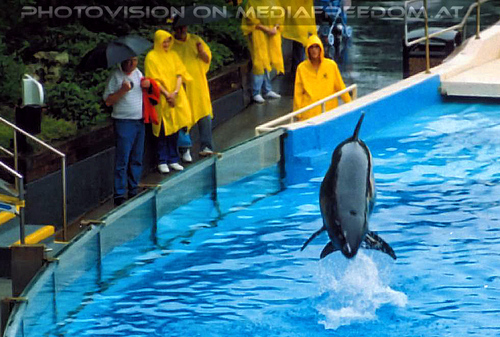 Sea World 07: Delfin