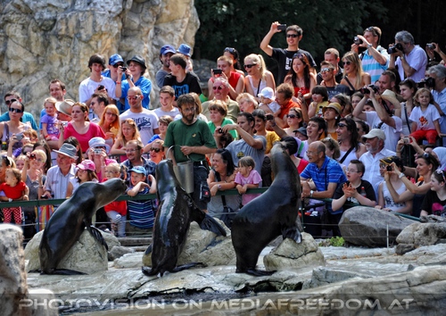 Die M�hnenrobben Show 01