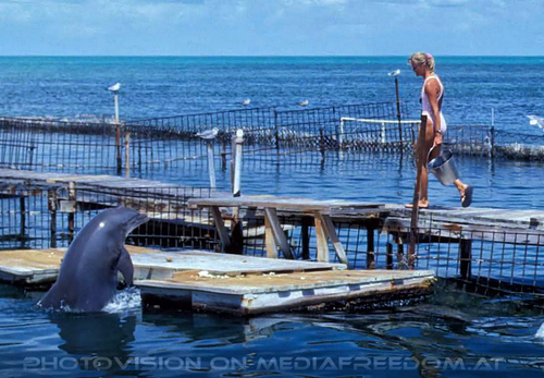 Dolphin Research Center 06