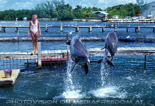 Dolphin Research Center 09