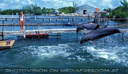 Dolphin Research Center 10