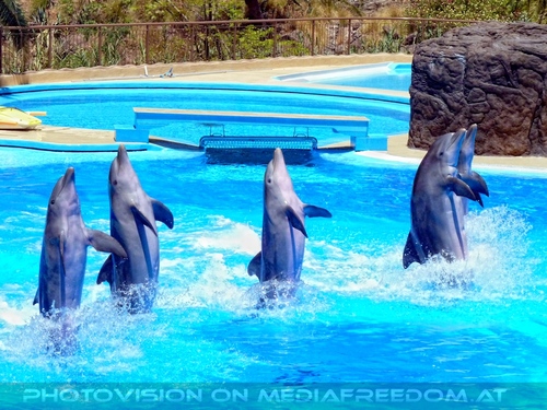Dolphin Show 04