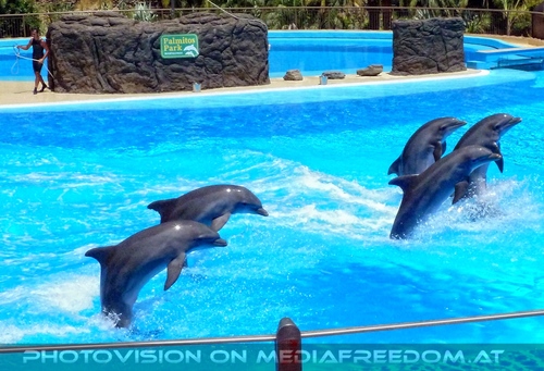 Dolphin Show 05