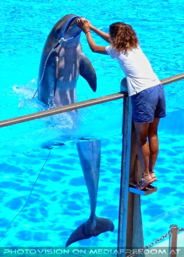 Dolphin Show 06