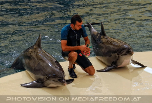 Dolphin Show 09