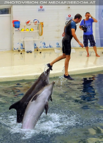 Dolphin Show 12
