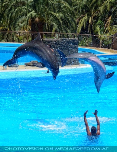 Dolphin Show 13