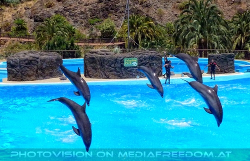 Dolphin Show 16