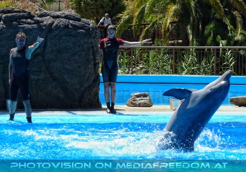 Dolphin Show 18
