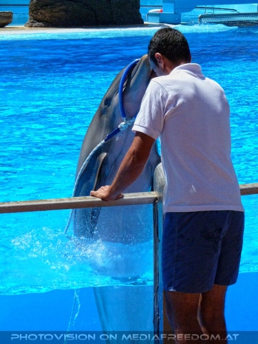 Dolphin Show 19