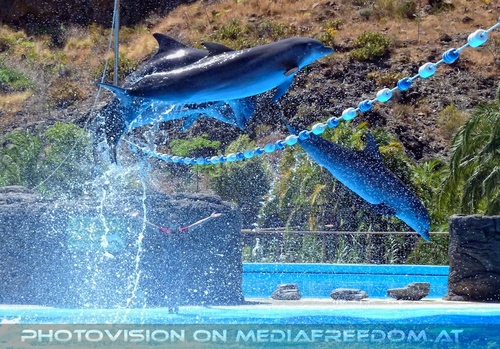 Dolphin Show 22